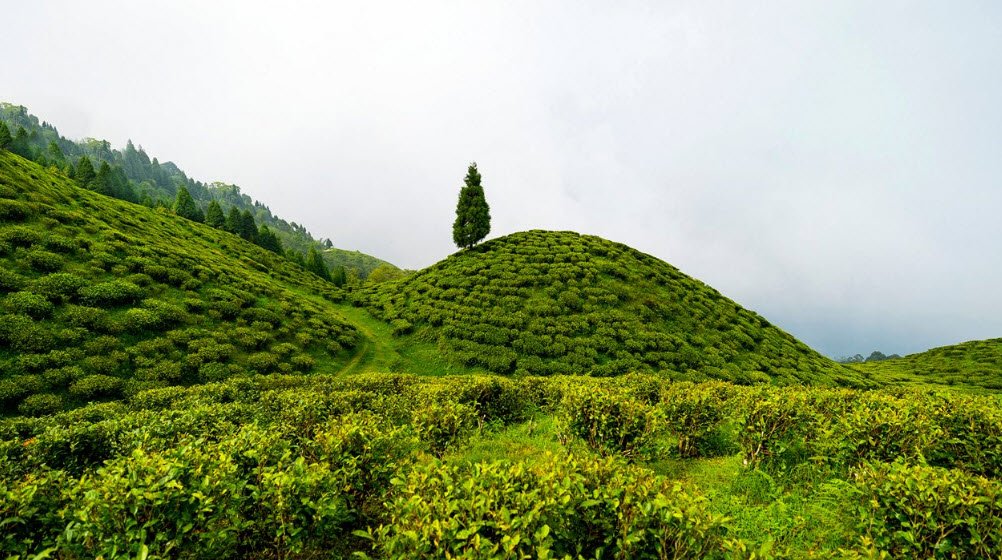 Darjeeling, West Bengal, India